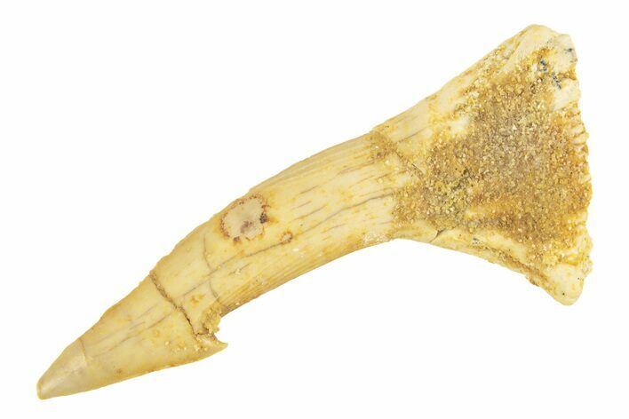 Fossil Sawfish (Onchopristis) Rostral Barb - Morocco #260940